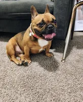 Lady, a female French Bulldog for sale in Conyers, GA – 3 of 5