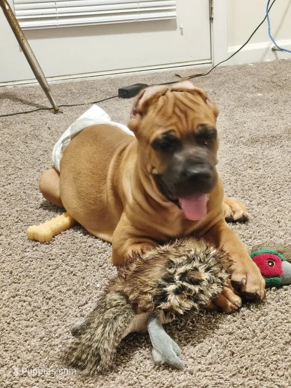 No Name  – Cane Corso puppy for sale in Conyers, GA