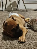No Name , a male Cane Corso for sale in Conyers, GA – 3 of 7