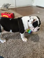 Princess , a female English Bulldog for sale in Atlanta, GA – 2 of 3