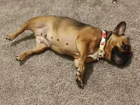 Lady, a female French Bulldog for sale in Conyers, GA – 4 of 5