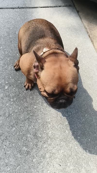 Ladybug, a female French Bulldog for sale in Conyers, GA – 5 of 5