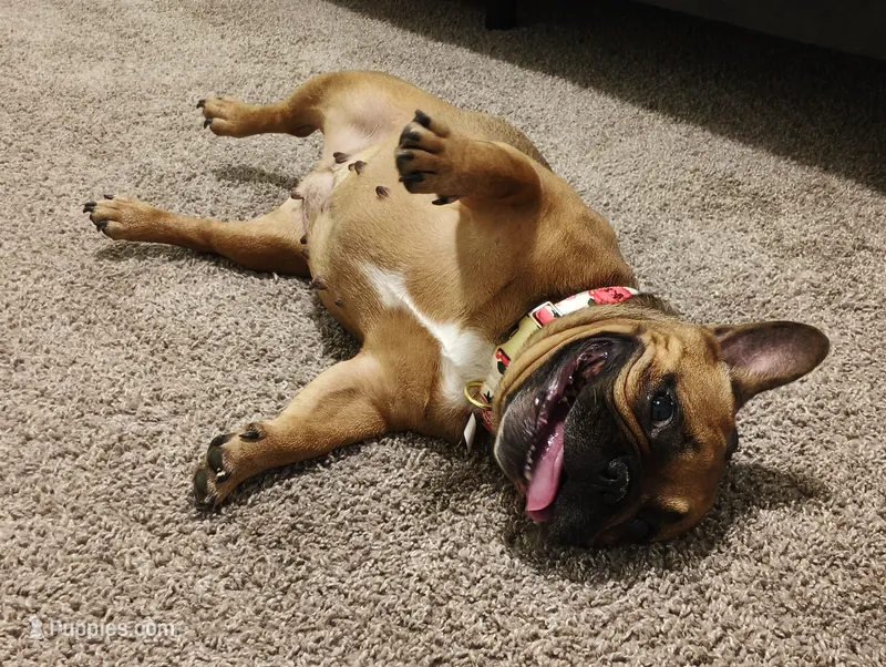 Lady – French Bulldog puppy for sale in Conyers, GA