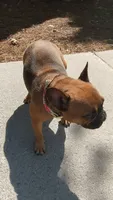 Ladybug, a female French Bulldog for sale in Conyers, GA – 3 of 5
