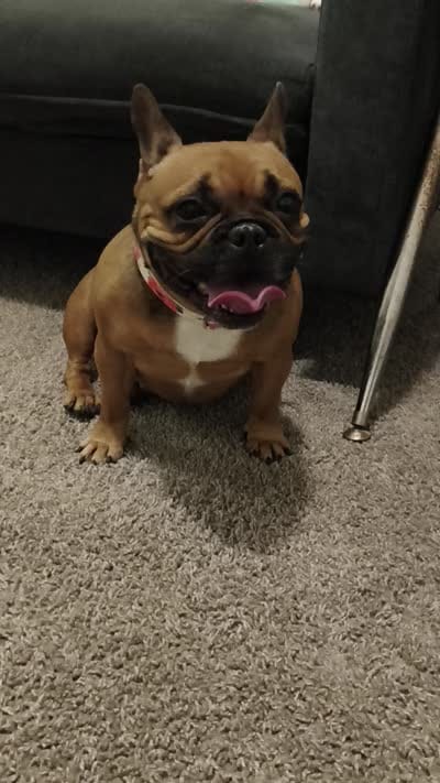 Lady, a female French Bulldog for sale in Conyers, GA – 4 of 4