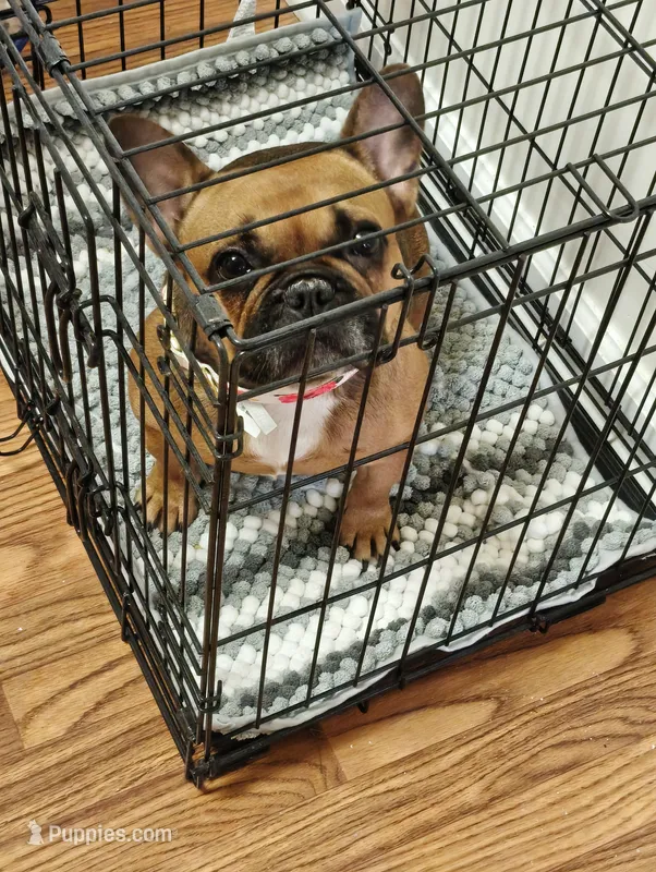 Lady – French Bulldog puppy for sale in Conyers, GA
