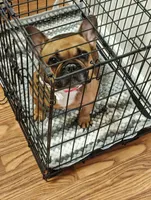 Lady, a female French Bulldog for sale in Conyers, GA – 1 of 4