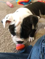 Princess , a female English Bulldog for sale in Atlanta, GA – 3 of 3