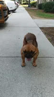 Ladybug, a female French Bulldog for sale in Conyers, GA – 2 of 5