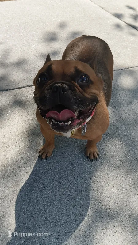 Ladybug – French Bulldog puppy for sale in Conyers, GA