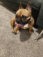 Lady, a female French Bulldog for sale in Conyers, GA – 2 of 5