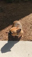 Ladybug, a female French Bulldog for sale in Conyers, GA – 4 of 5