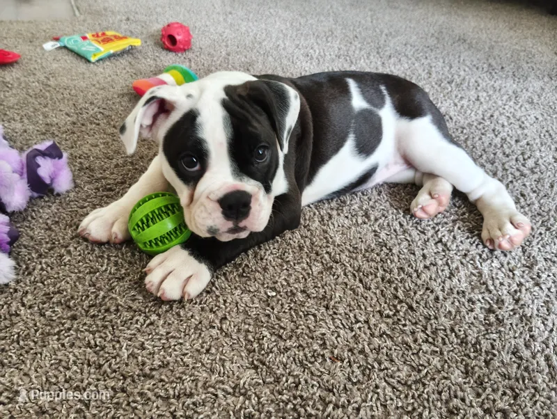 Princess  – English Bulldog puppy for sale in Atlanta, GA