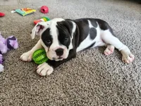 Princess , a female English Bulldog for sale in Atlanta, GA – 1 of 3