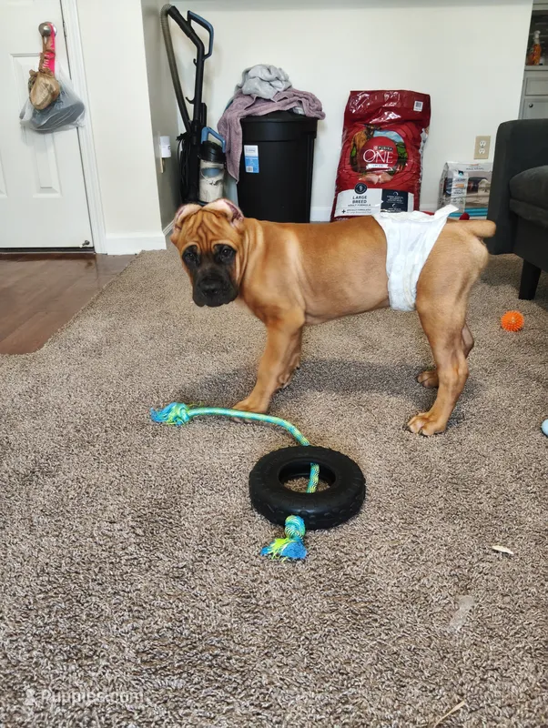 No Name – Cane Corso puppy for sale in Conyers, GA