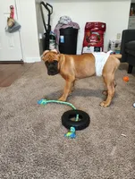 No Name, a male Cane Corso for sale in Conyers, GA – 1 of 3