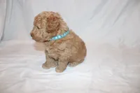Curry, a male Poodle - Miniature  for sale in Grand Prairie, TX – 2 of 5