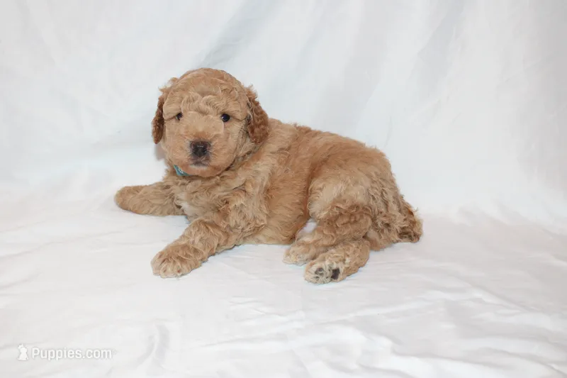 Curry – Poodle - Miniature  puppy for sale in Grand Prairie, TX