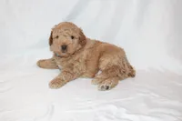 Curry, a male Poodle - Miniature  for sale in Grand Prairie, TX – 1 of 5
