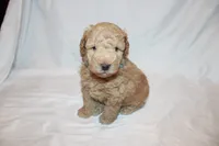 Curry, a male Poodle - Miniature  for sale in Grand Prairie, TX – 3 of 5