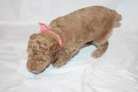 Pepper, a female Poodle - Miniature  for sale in Grand Prairie, TX – 4 of 4