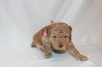 Pepper, a female Poodle - Miniature  for sale in Grand Prairie, TX – 2 of 4
