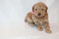 Pepper, a female Poodle - Miniature  for sale in Grand Prairie, TX – 1 of 4