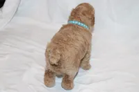 Curry, a male Poodle - Miniature  for sale in Grand Prairie, TX – 5 of 5