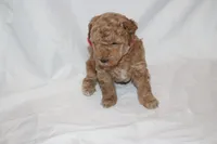 Pepper, a female Poodle - Miniature  for sale in Grand Prairie, TX – 3 of 4