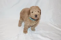 Curry, a male Poodle - Miniature  for sale in Grand Prairie, TX – 4 of 5
