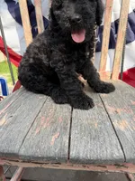 Leroy, a male Goldendoodle for sale in Conway, MO – 4 of 8
