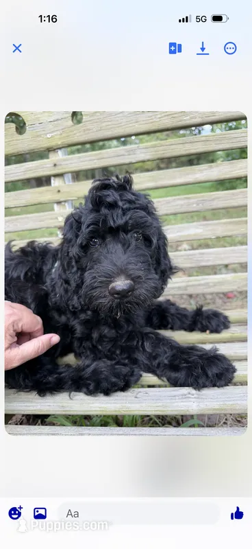 Birdie Mae – Goldendoodle puppy for sale in Conway, MO