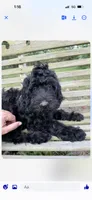 Birdie Mae, a female Goldendoodle for sale in Conway, MO – 1 of 8