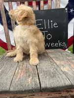 Ellie Jo, a female Goldendoodle for sale in Conway, MO – 5 of 9
