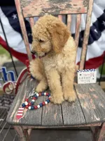 Levi , a male Goldendoodle for sale in Conway, MO – 6 of 10