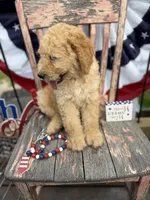 Levi , a male Goldendoodle for sale in Conway, MO – 2 of 10