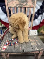 Levi , a male Goldendoodle for sale in Conway, MO – 9 of 10