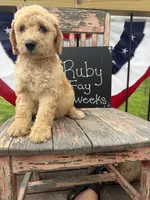 Ruby Fay, a female Goldendoodle for sale in Conway, MO – 5 of 7