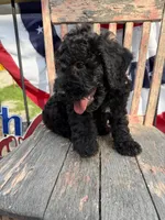 Leroy, a male Goldendoodle for sale in Conway, MO – 6 of 8
