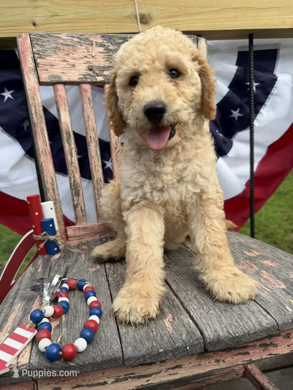 Henry  – Goldendoodle puppy for sale in Conway, MO