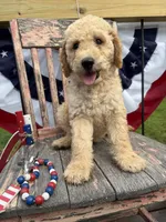 Henry , a male Goldendoodle for sale in Conway, MO – 1 of 9