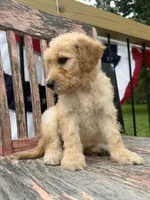 Ellie Jo, a female Goldendoodle for sale in Conway, MO – 7 of 9