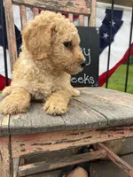 Ruby Fay, a female Goldendoodle for sale in Conway, MO – 3 of 7