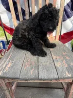 Leroy, a male Goldendoodle for sale in Conway, MO – 8 of 8