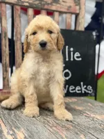 Ellie Jo, a female Goldendoodle for sale in Conway, MO – 1 of 9