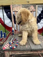 Henry , a male Goldendoodle for sale in Conway, MO – 5 of 9
