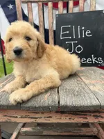 Ellie Jo, a female Goldendoodle for sale in Conway, MO – 2 of 9