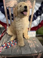 Levi , a male Goldendoodle for sale in Conway, MO – 1 of 10
