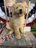 Levi , a male Goldendoodle for sale in Conway, MO – 4 of 10