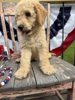 Henry , a male Goldendoodle for sale in Conway, MO – 9 of 9